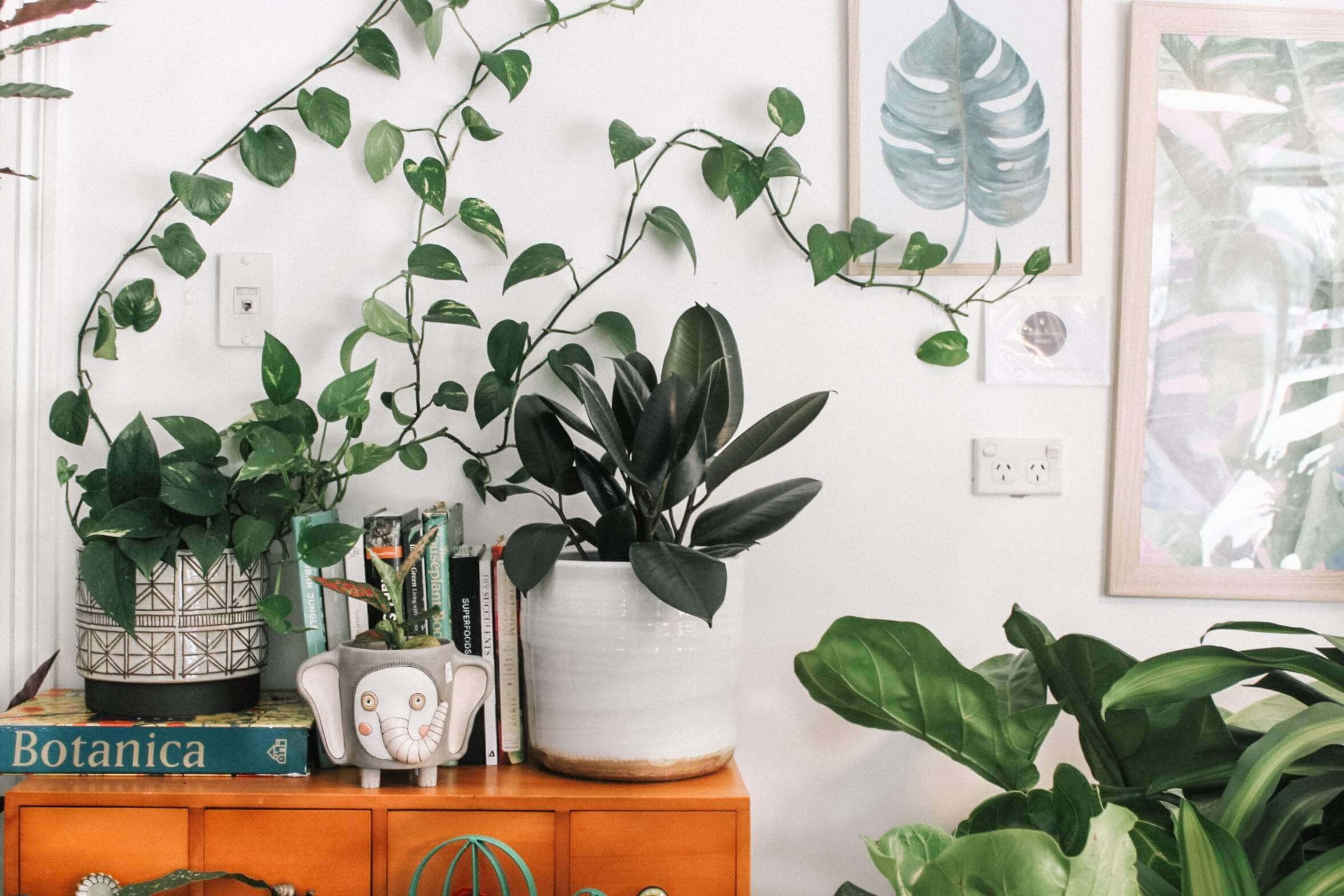 Les plantes décorent plus que nos intérieurs